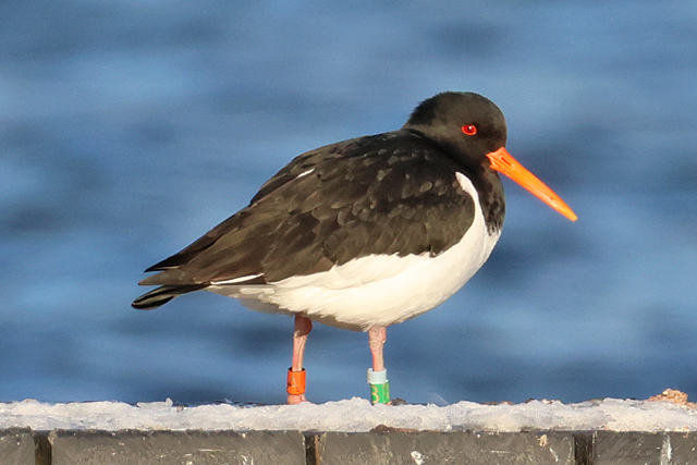 Scholeksters